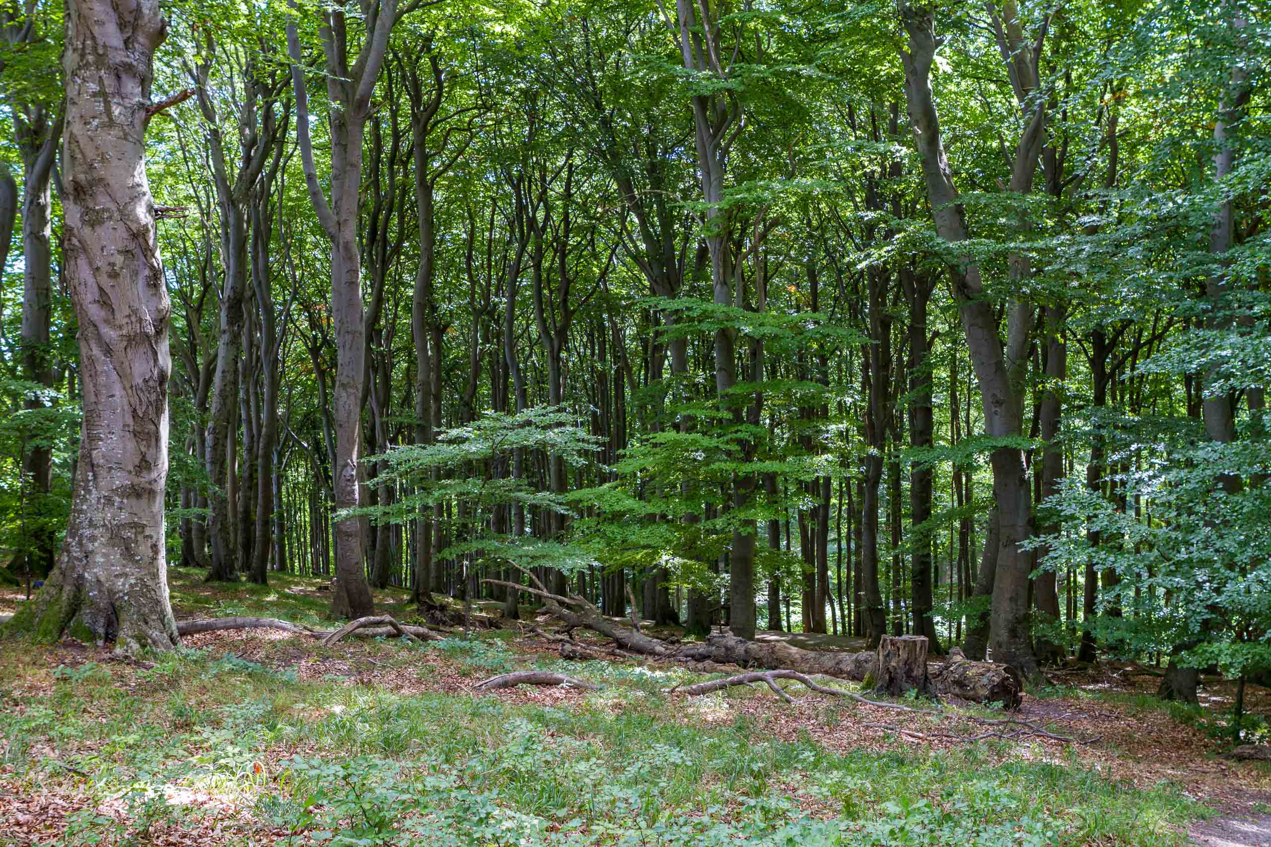 Waldbaden in Tutzing. Bild eines Waldes